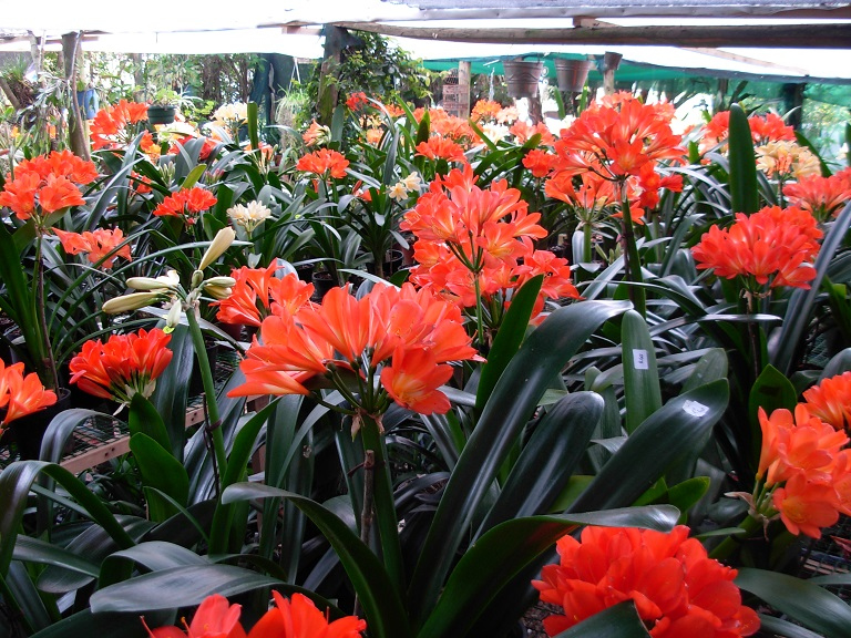 Utopia Clivias